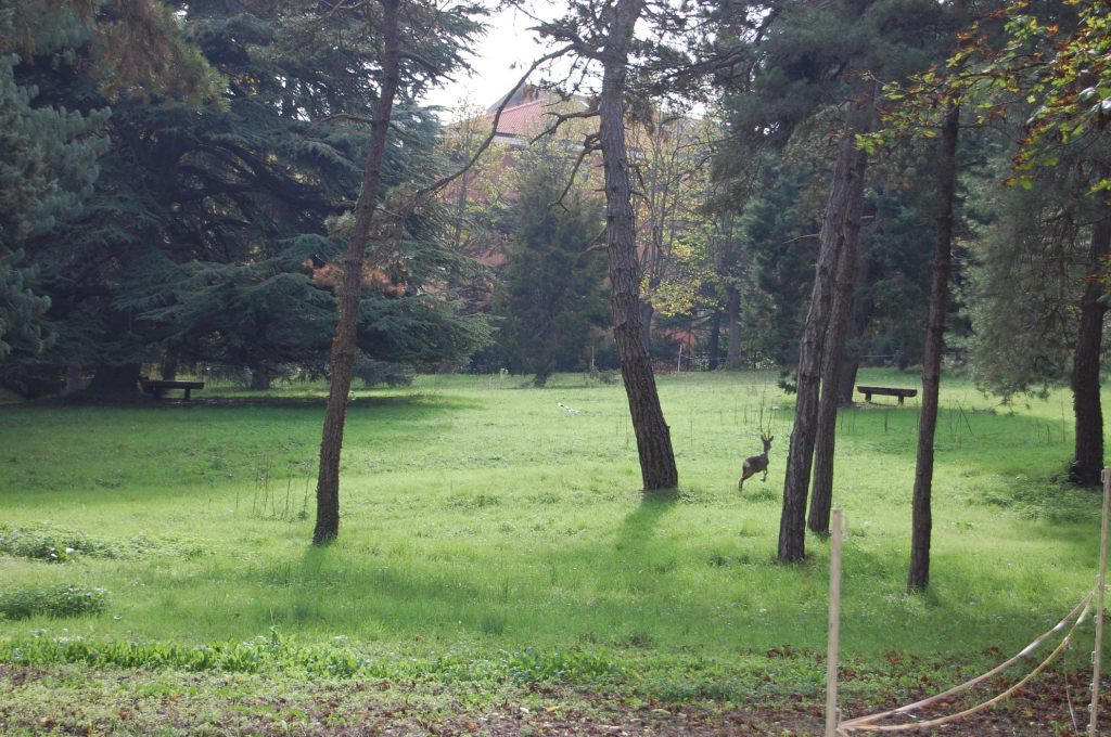 D_02_capriolo_corre_le_macine_relais